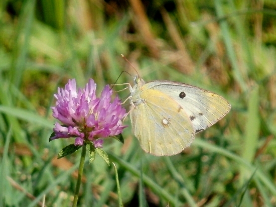 Colias hyale?